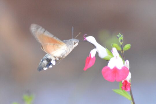 Wildlife